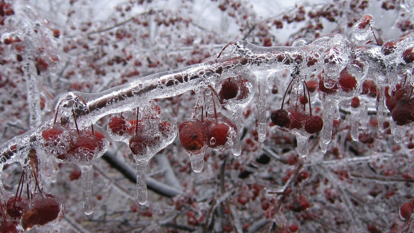Red Round Fruit Covered With Snow. Wallpaper in 1366x768 Resolution