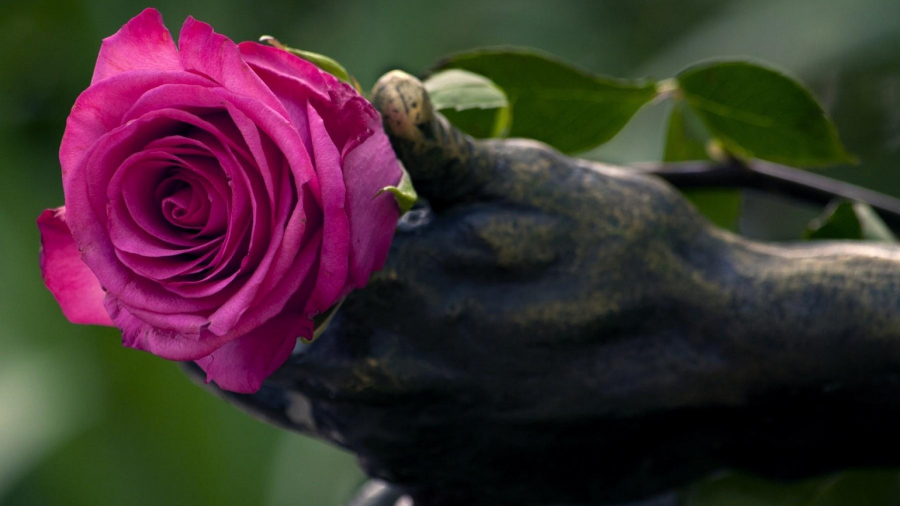 Pink Rose in Bloom During Daytime. Wallpaper in 1280x720 Resolution