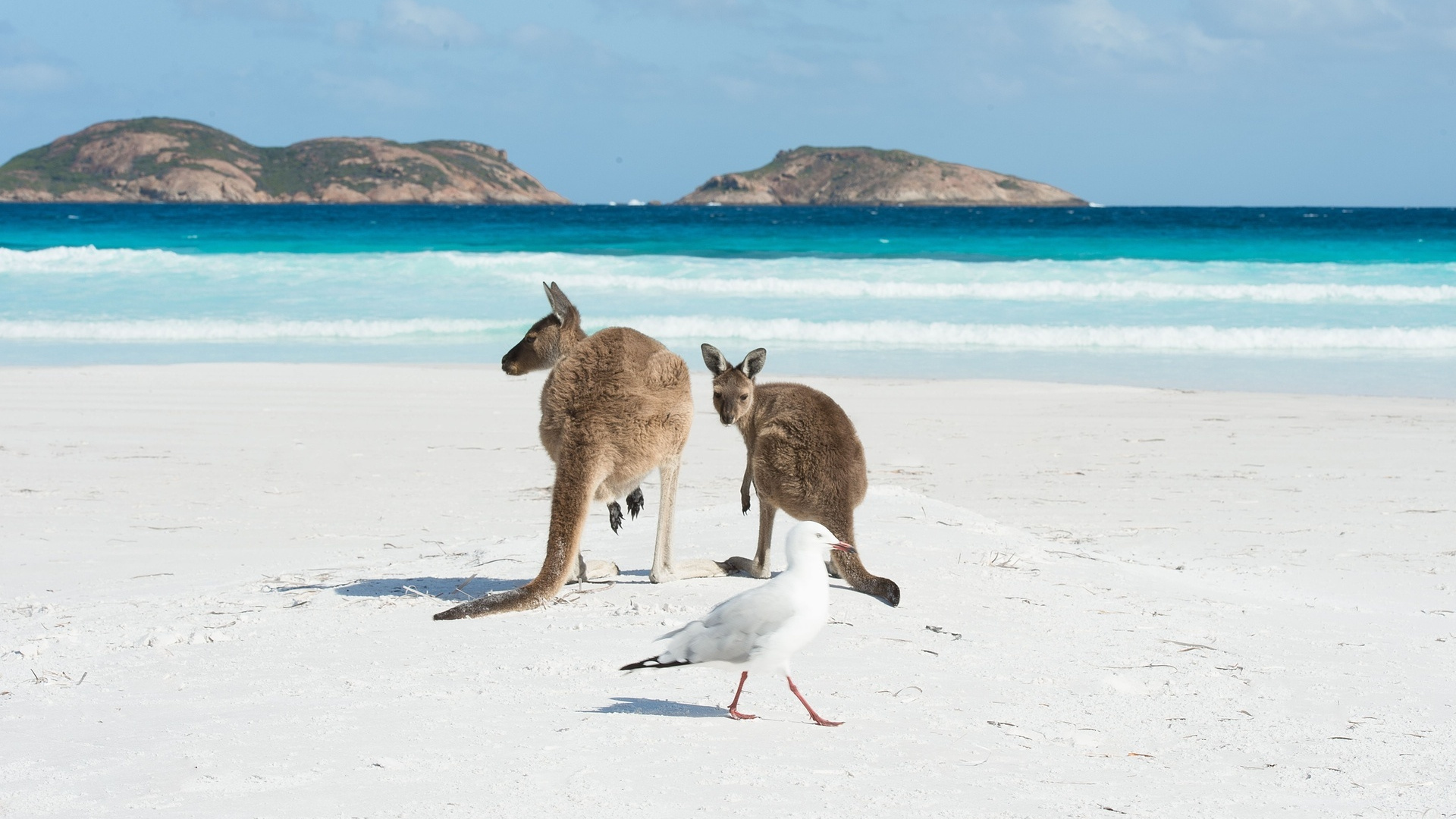 Brown and White Kangaroo Jumping on White Sand During Daytime. Wallpaper in 1920x1080 Resolution