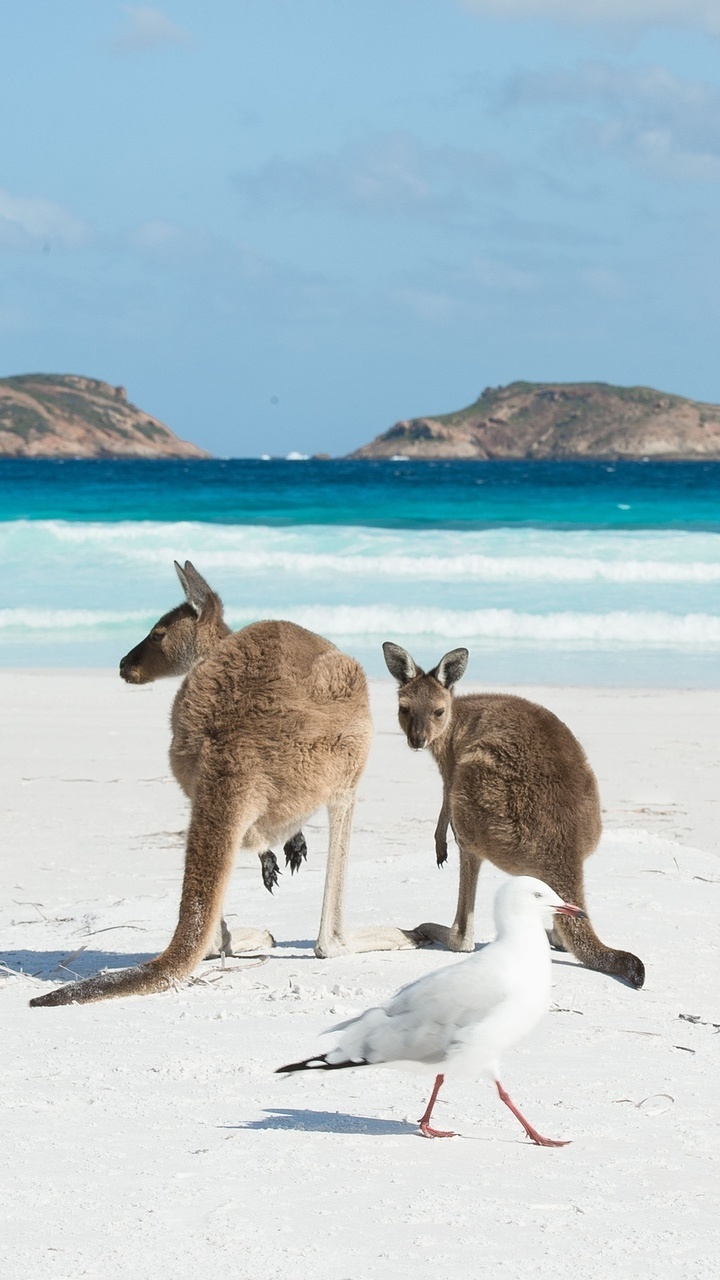 Brown and White Kangaroo Jumping on White Sand During Daytime. Wallpaper in 720x1280 Resolution