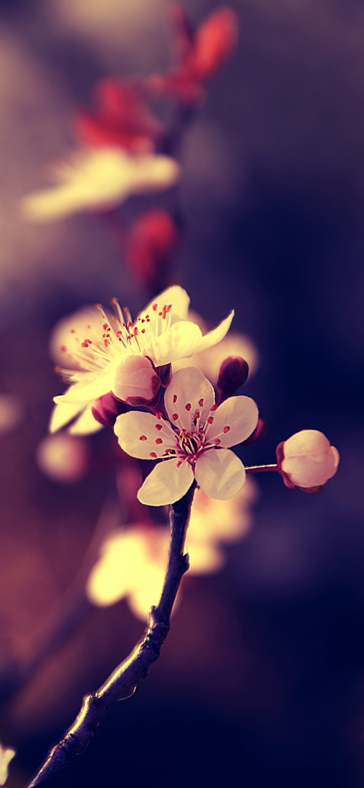 弹簧, 开花, 粉红色, 光, 天空 壁纸 1242x2688 允许