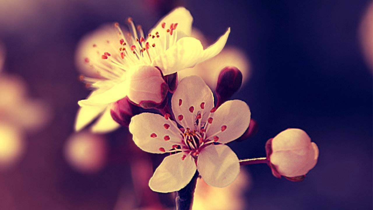 White and Yellow Flower in Tilt Shift Lens. Wallpaper in 1280x720 Resolution