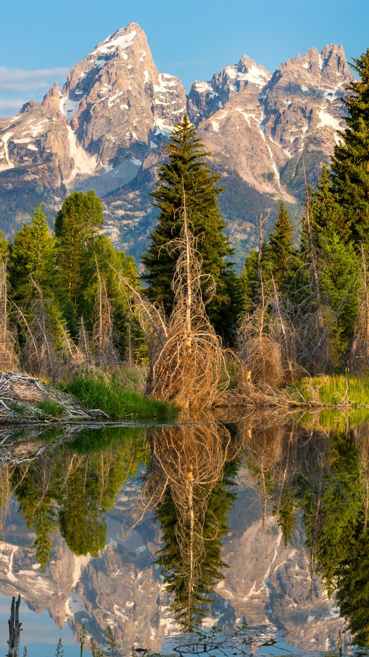 Green Trees Near Body of Water During Daytime. Wallpaper in 750x1334 Resolution