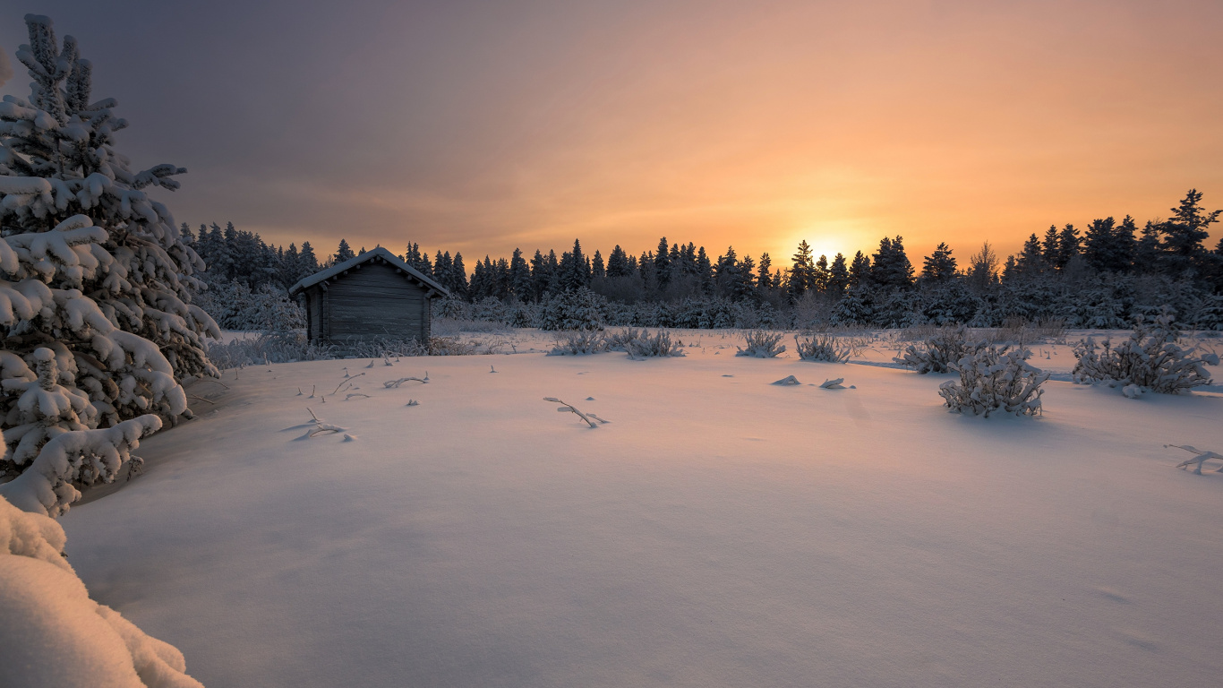 Campo Cubierto de Nieve y Árboles Durante el Día. Wallpaper in 1366x768 Resolution