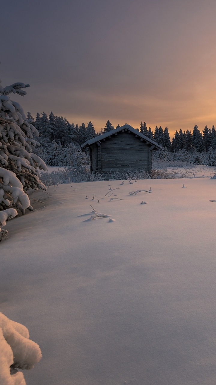 Campo Cubierto de Nieve y Árboles Durante el Día. Wallpaper in 720x1280 Resolution