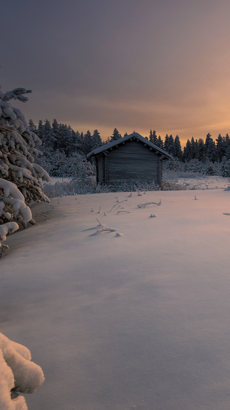 Campo Cubierto de Nieve y Árboles Durante el Día. Wallpaper in 750x1334 Resolution