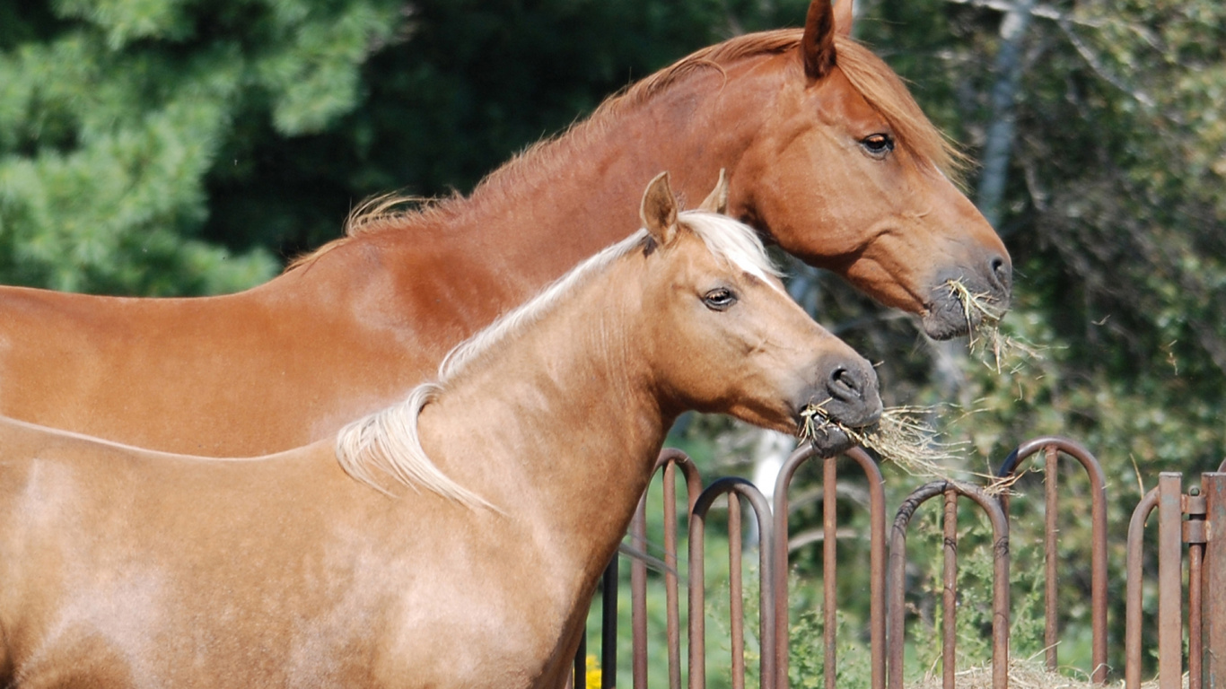 Cheval Brun Debout Sur un Terrain D'herbe Verte Pendant la Journée. Wallpaper in 1366x768 Resolution
