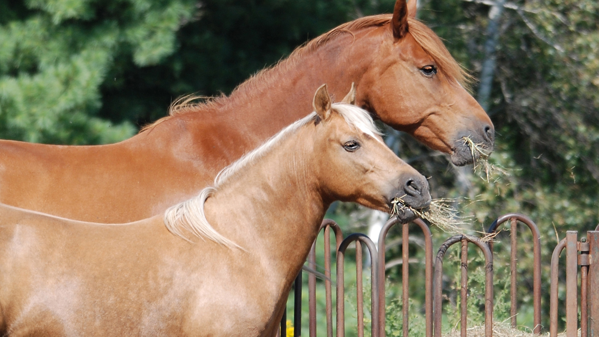 Brown Horse Standing on Green Grass Field During Daytime. Wallpaper in 1920x1080 Resolution