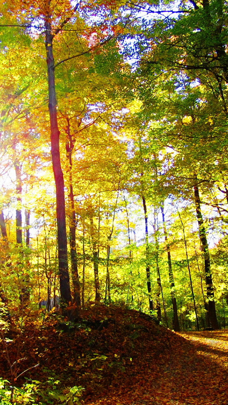 Tagsüber Grüne Und Braune Bäume. Wallpaper in 750x1334 Resolution