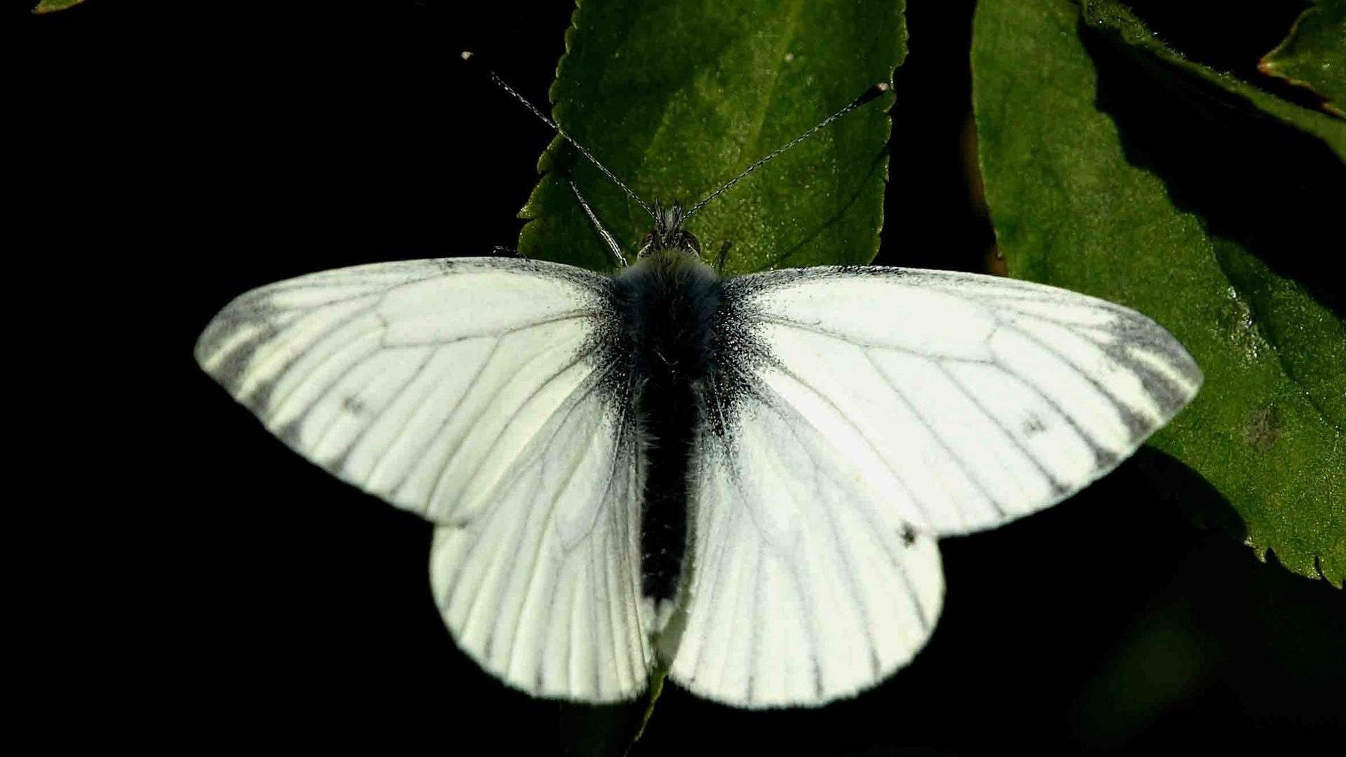 Weißer Schmetterling Auf Grünem Blatt. Wallpaper in 1920x1080 Resolution