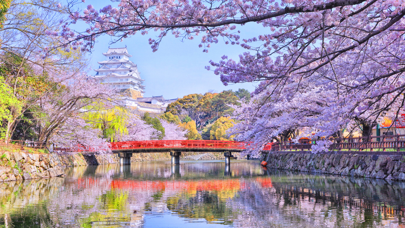 樱花, 性质, 反射, 弹簧, 开花 壁纸 1366x768 允许