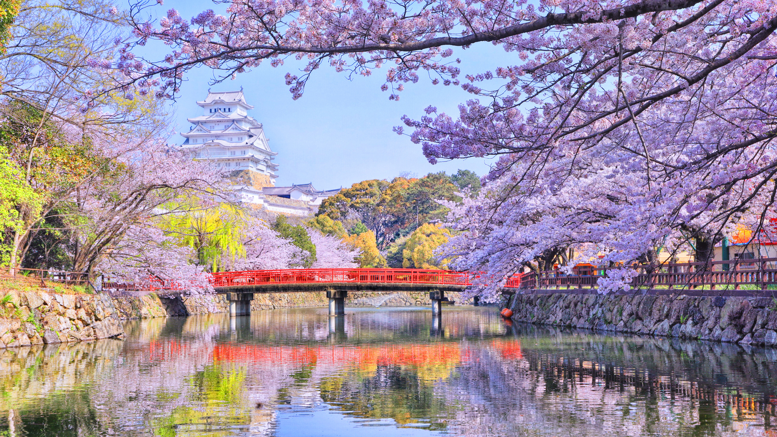 樱花, 性质, 反射, 弹簧, 开花 壁纸 2560x1440 允许