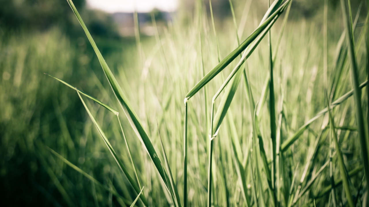 Green Wheat Field During Daytime. Wallpaper in 1280x720 Resolution
