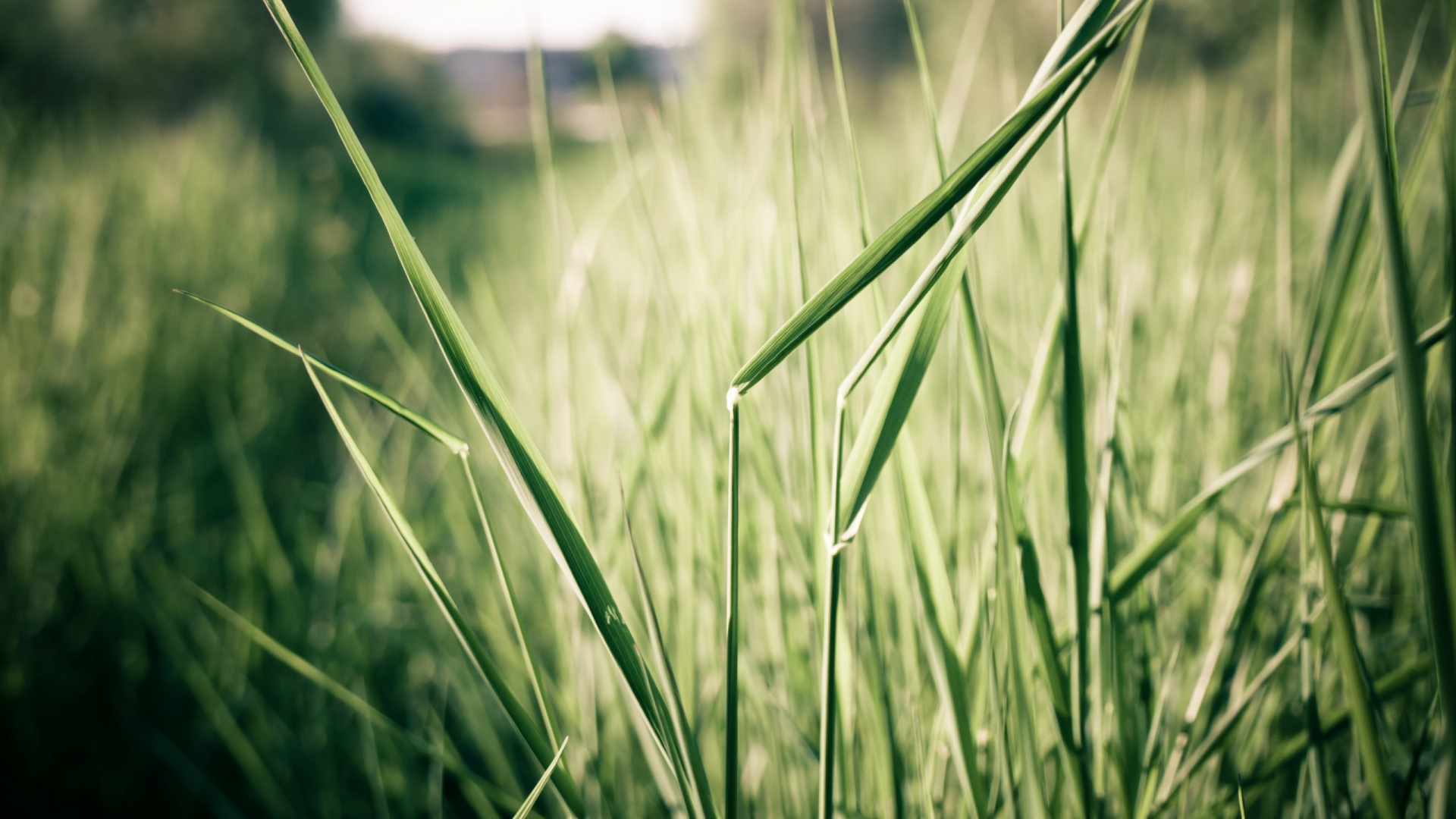 Green Wheat Field During Daytime. Wallpaper in 1920x1080 Resolution