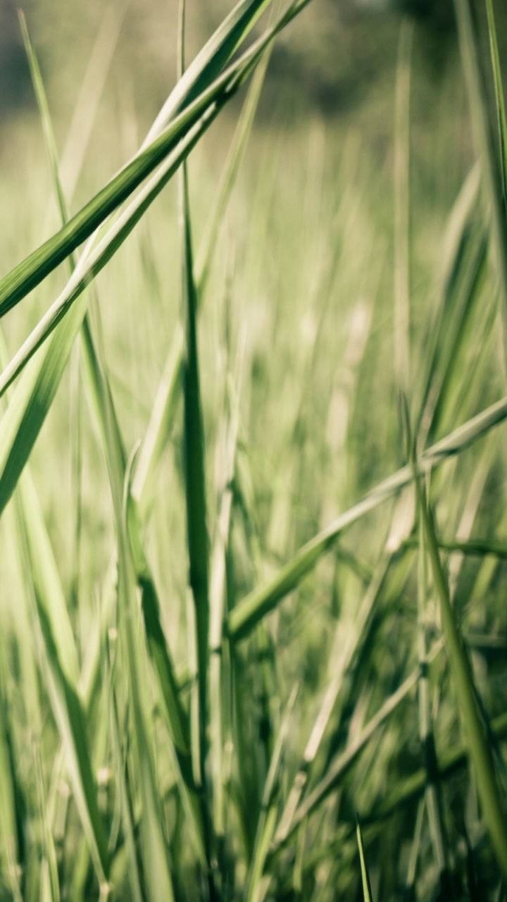 Green Wheat Field During Daytime. Wallpaper in 720x1280 Resolution
