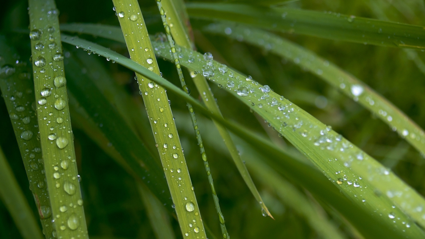 湿气, 放下, 陆地上的植物, 草, 草家庭 壁纸 1366x768 允许