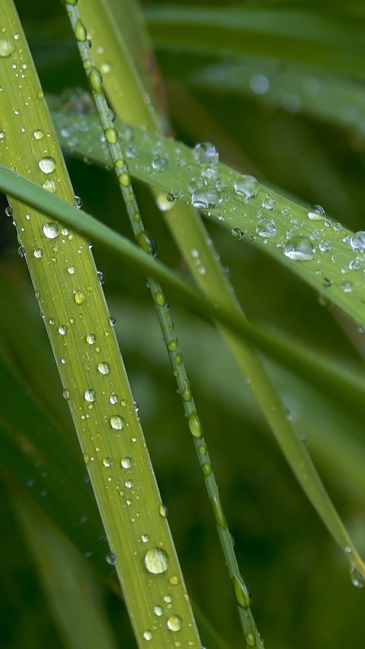 Feuchtigkeit, Tau, Wasser, Tropfen, Terrestrische Pflanzen. Wallpaper in 720x1280 Resolution