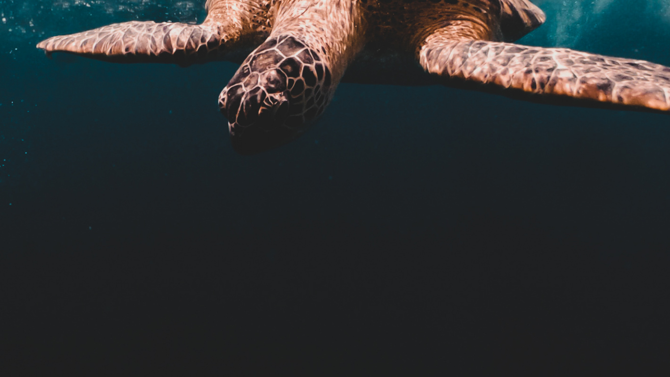 Sea Turtles, Loggerhead Sea Turtle, Turtles, Olive Ridley Sea Turtle, Tortoise. Wallpaper in 1366x768 Resolution