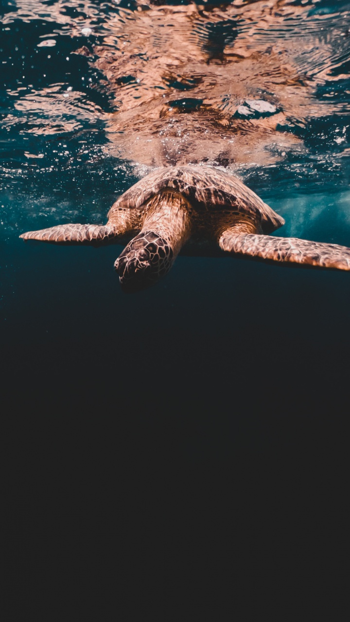 Sea Turtles, Loggerhead Sea Turtle, Turtles, Olive Ridley Sea Turtle, Tortoise. Wallpaper in 720x1280 Resolution