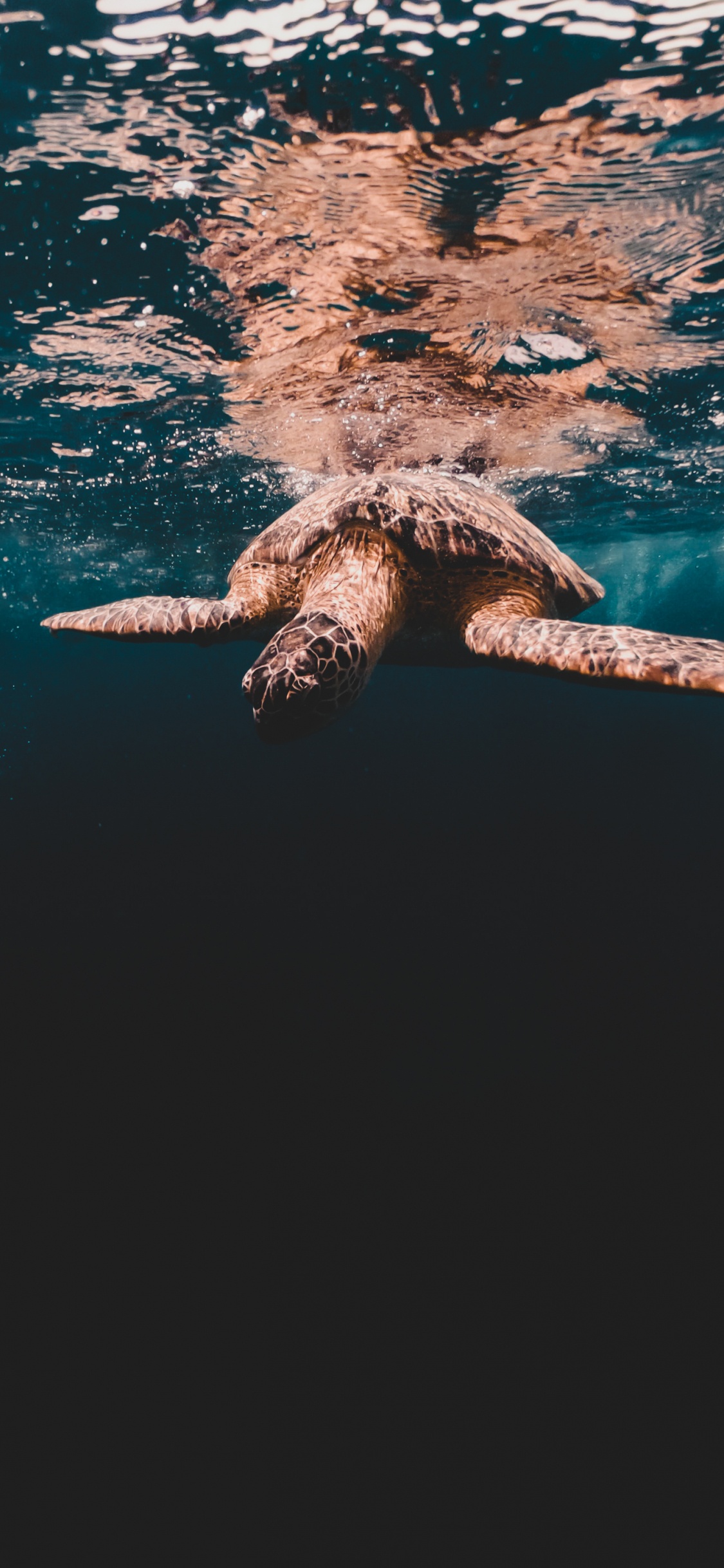 Tortues de Mer, Tortue Caouanne, Tortue Olivâtre, Tortue de Mer Kemps Ridley, Tortue Imbriquée. Wallpaper in 1125x2436 Resolution