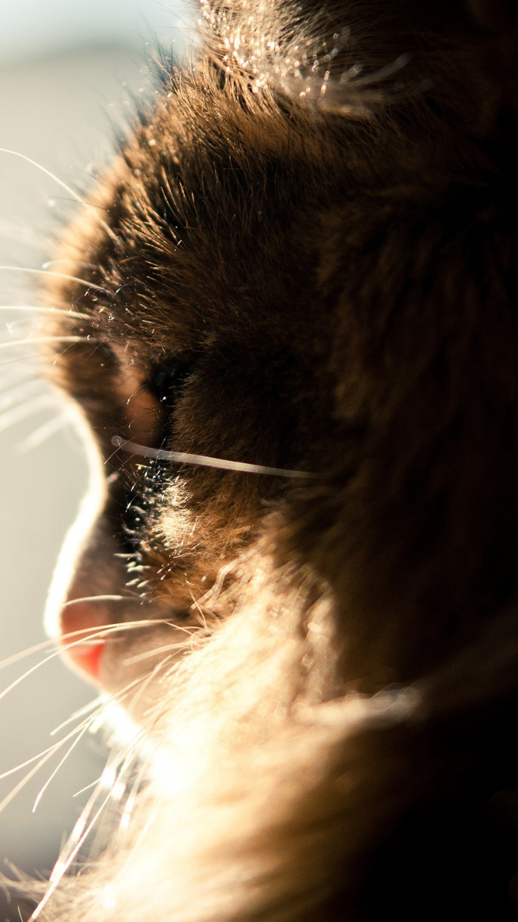 Gato Marrón Con Ojos Plateados. Wallpaper in 750x1334 Resolution