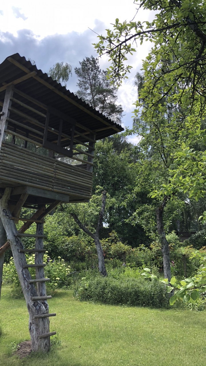 Tree, Tree House, Garden, Rural Area, Shrub. Wallpaper in 720x1280 Resolution
