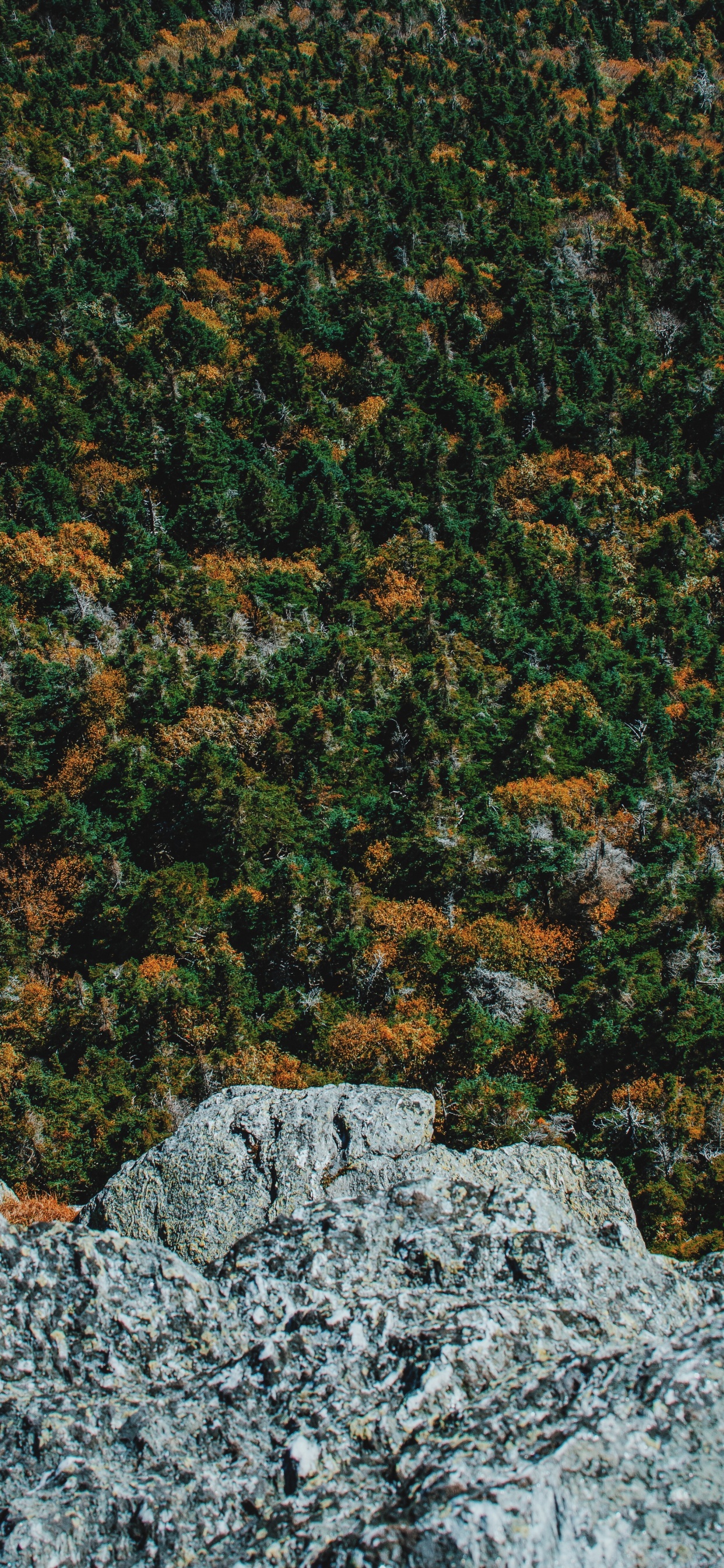 Baum, Wald, Gr, Brown, Auge. Wallpaper in 1242x2688 Resolution