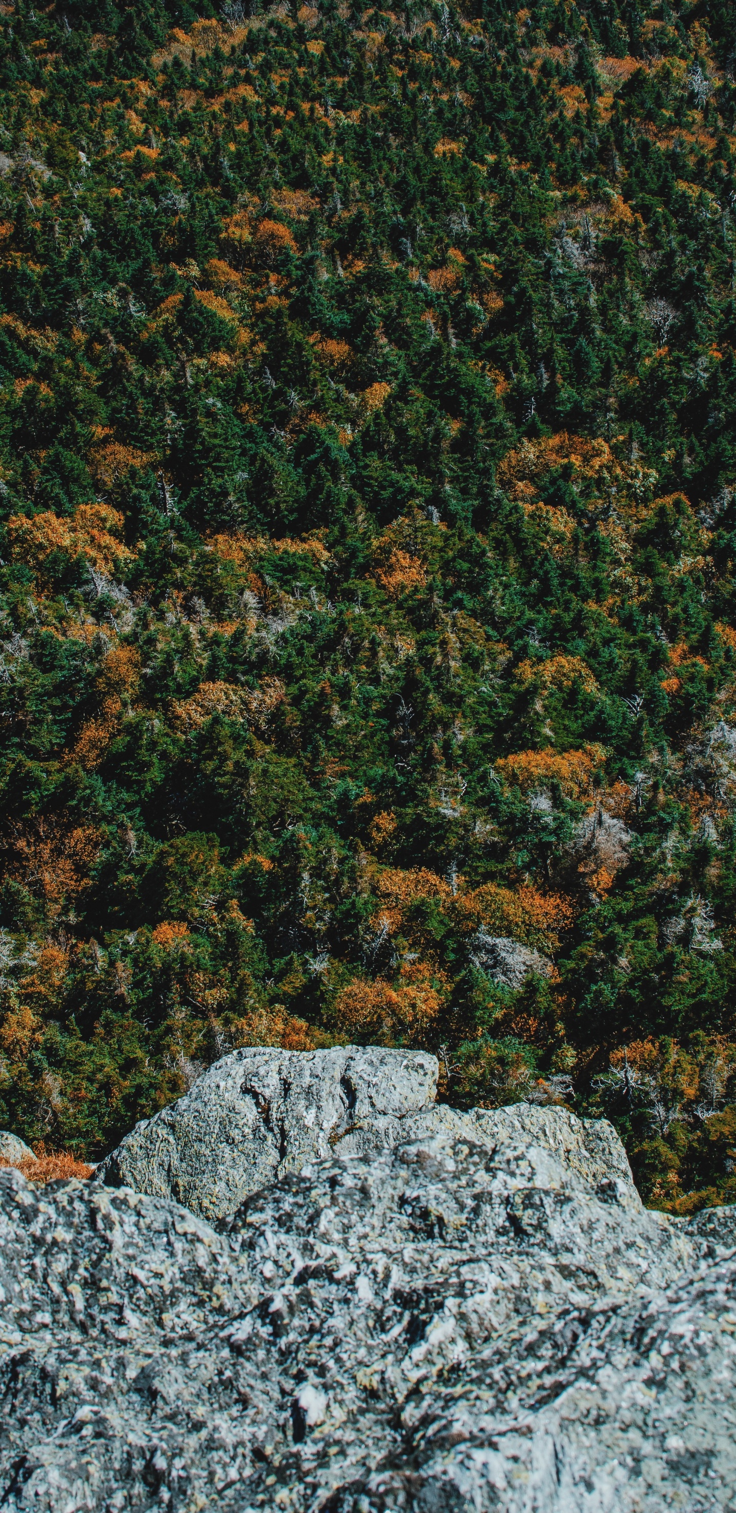 Baum, Wald, Gr, Brown, Auge. Wallpaper in 1440x2960 Resolution