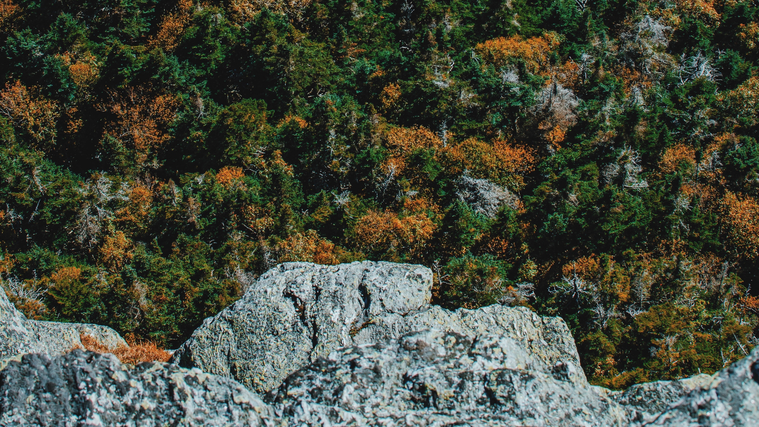 Baum, Wald, Gr, Brown, Auge. Wallpaper in 2560x1440 Resolution