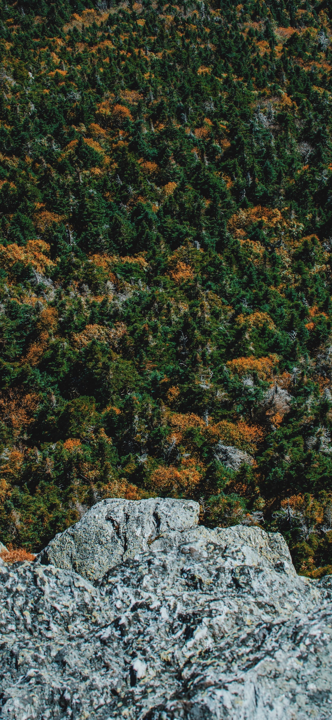 Tree, Forest, Green, Brown, Plant. Wallpaper in 1125x2436 Resolution