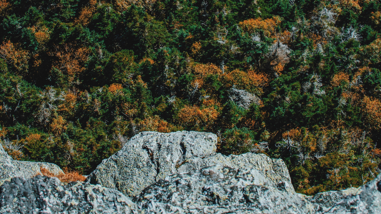 Tree, Forest, Green, Brown, Plant. Wallpaper in 1280x720 Resolution