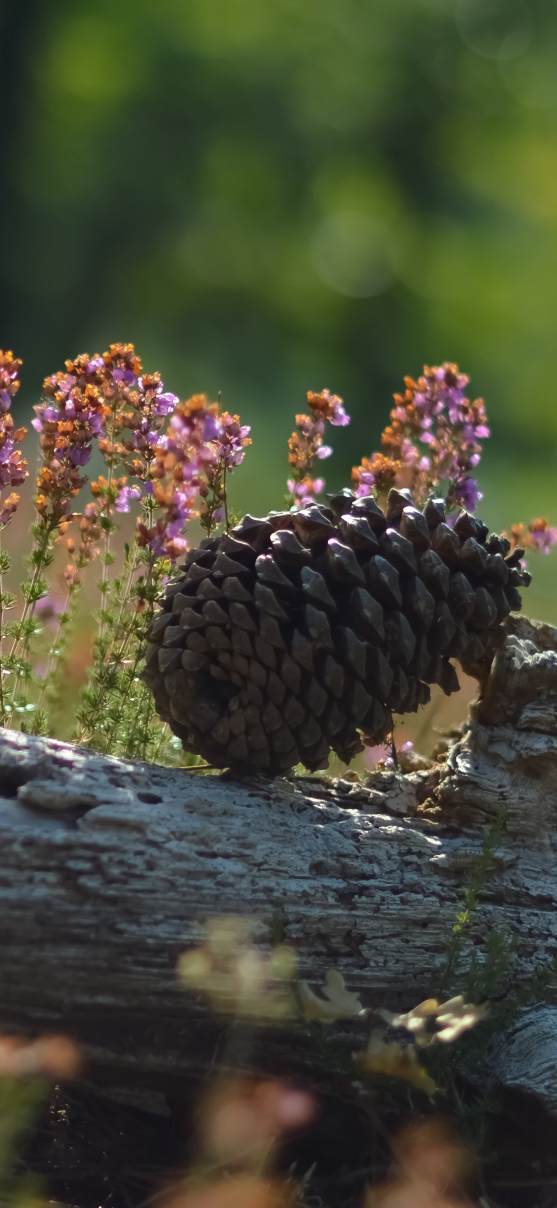 Brown Pine Cones on Brown Log. Wallpaper in 1125x2436 Resolution