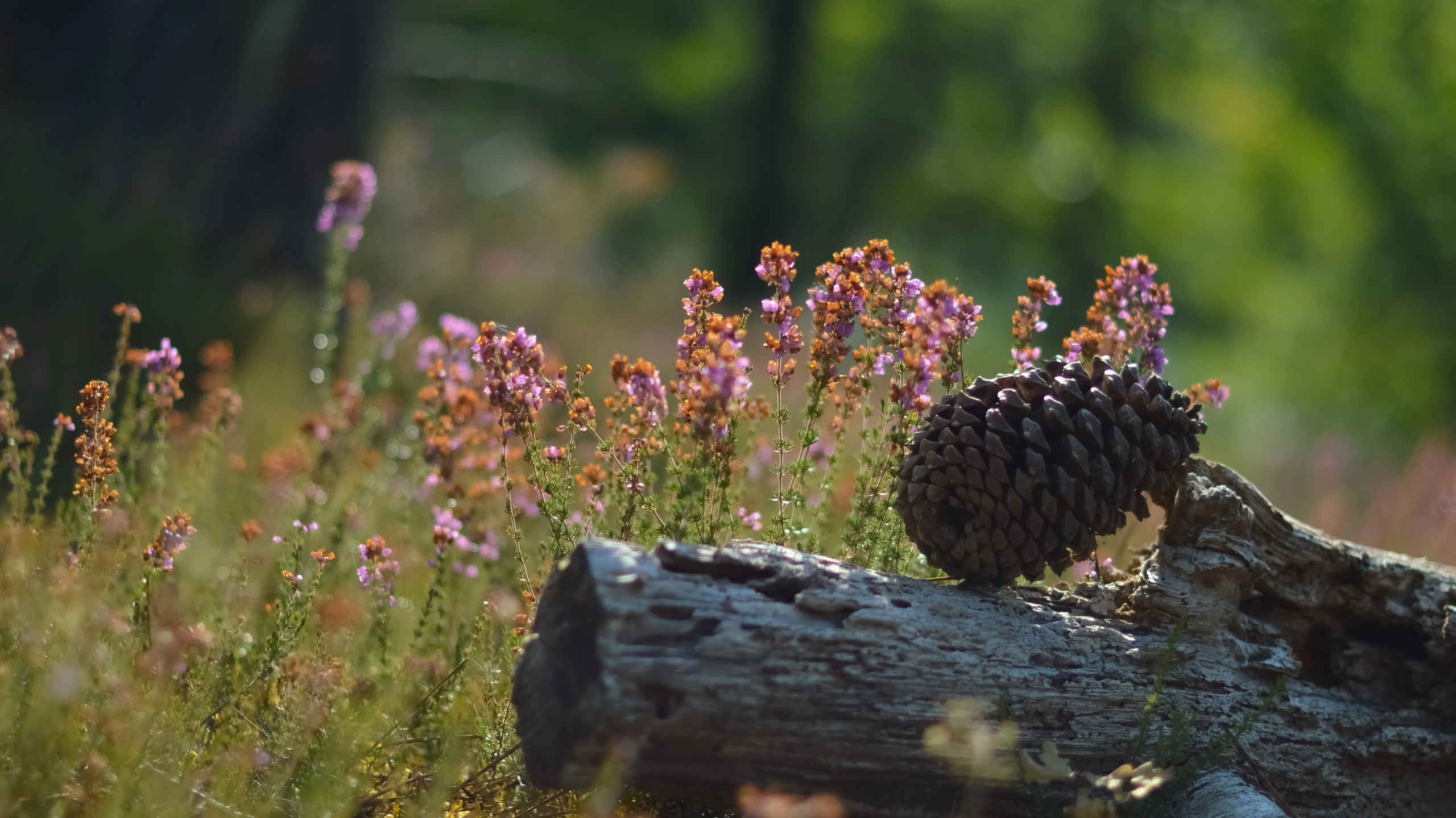 Brown Pine Cones on Brown Log. Wallpaper in 2560x1440 Resolution
