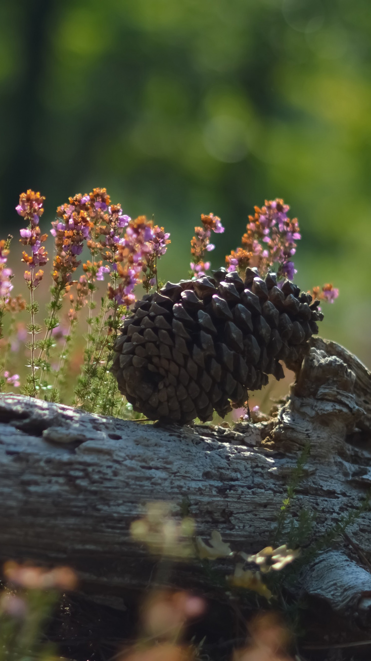 Brown Pine Cones on Brown Log. Wallpaper in 750x1334 Resolution