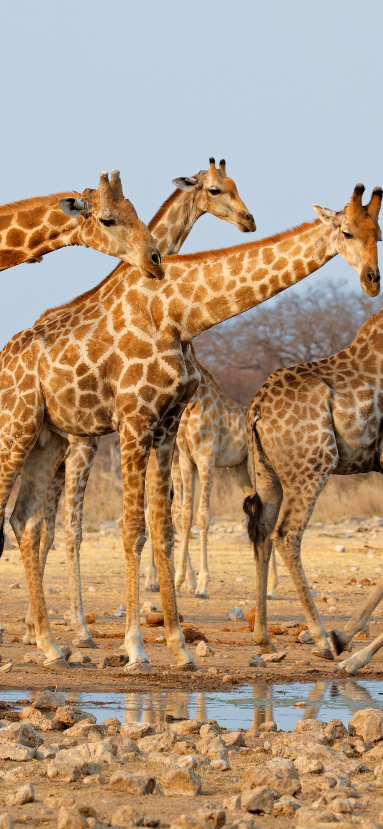 Group of Giraffe on Brown Sand During Daytime. Wallpaper in 1242x2688 Resolution
