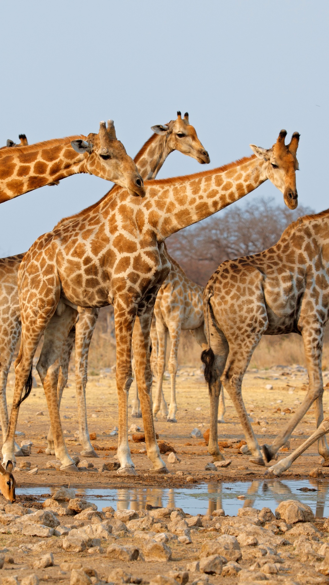 Gruppe Von Giraffen Auf Braunem Sand Tagsüber. Wallpaper in 1080x1920 Resolution