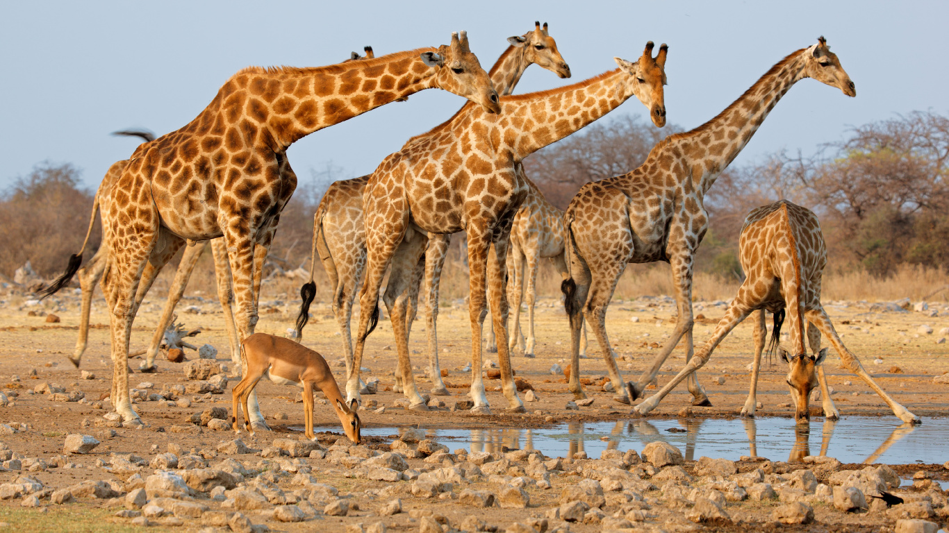Gruppe Von Giraffen Auf Braunem Sand Tagsüber. Wallpaper in 1366x768 Resolution