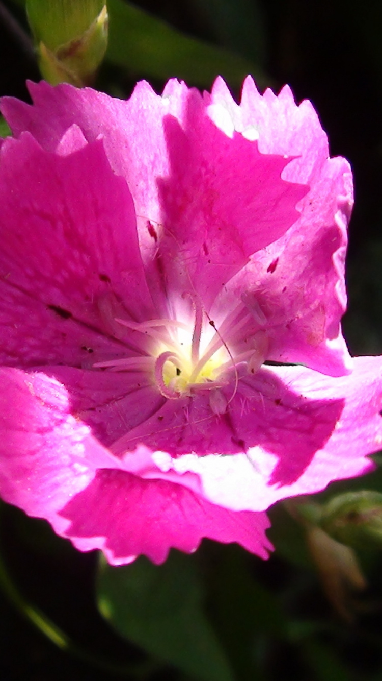Pink Flower in Macro Shot. Wallpaper in 750x1334 Resolution