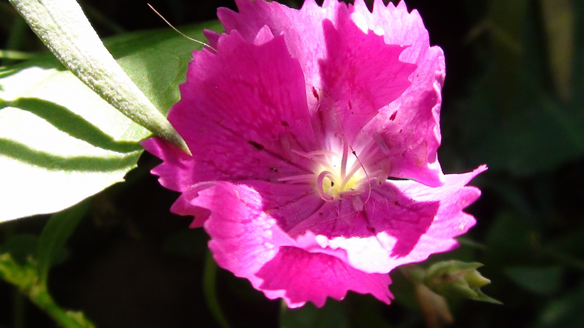 Fleur Rose en Macro Shot. Wallpaper in 1920x1080 Resolution