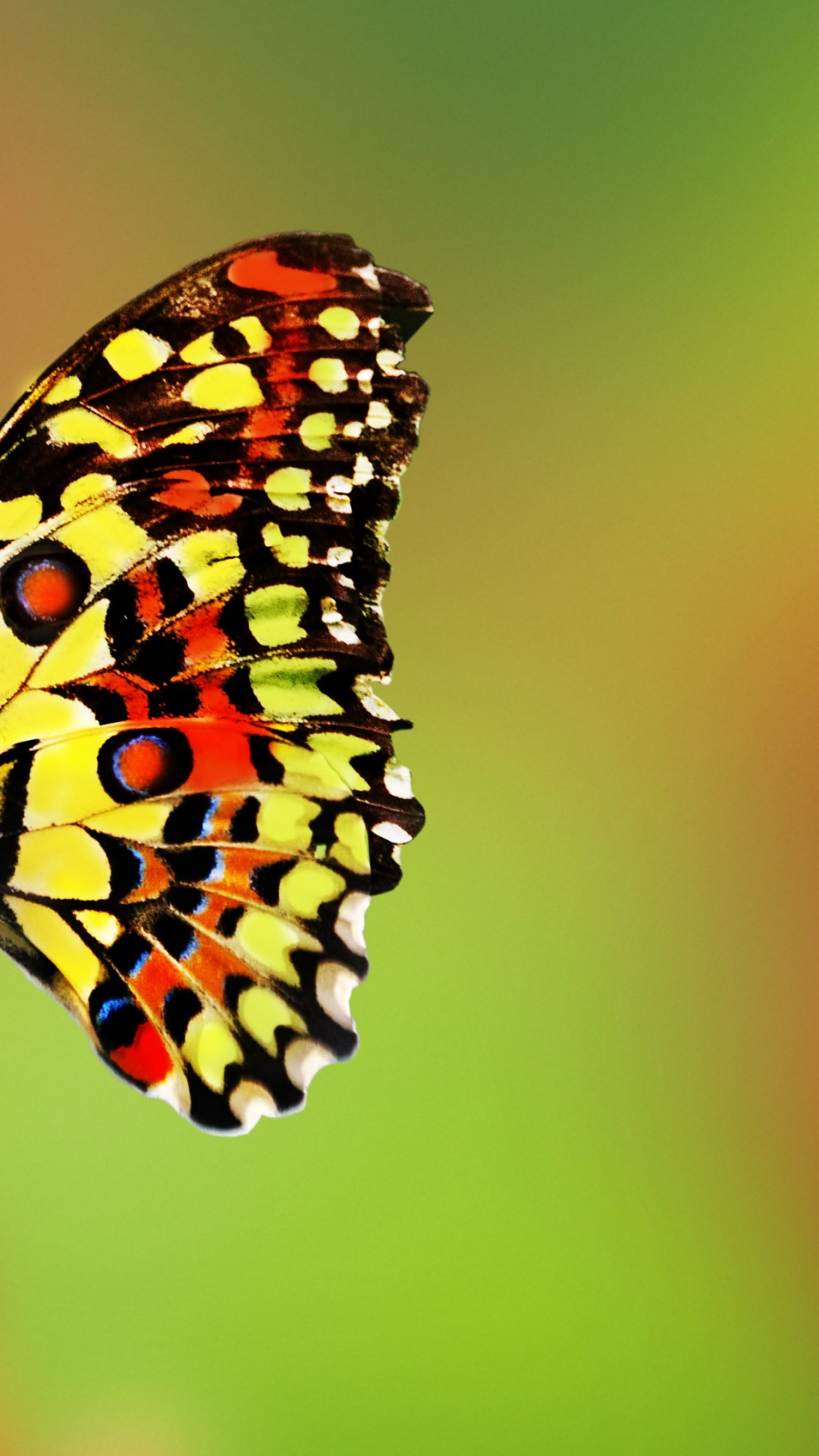 Schwarzer Und Gelber Schmetterling Thront Auf Rosa Blume in Nahaufnahme Während Des Tages. Wallpaper in 1080x1920 Resolution