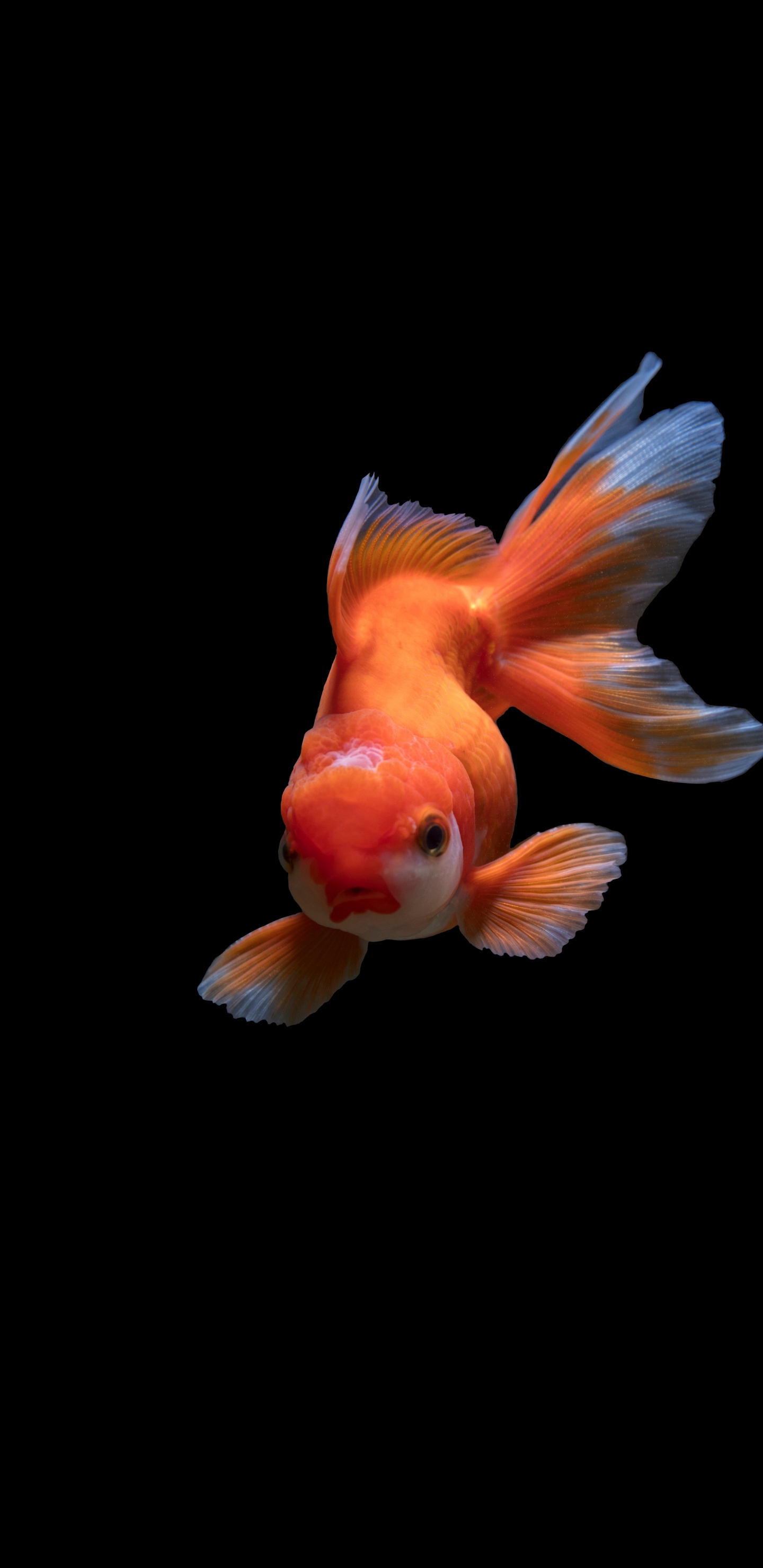 Poisson Orange et Blanc Sur Fond Noir. Wallpaper in 1440x2960 Resolution