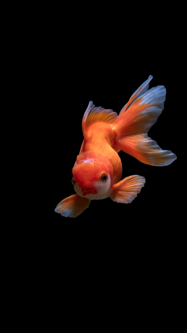 Poisson Orange et Blanc Sur Fond Noir. Wallpaper in 750x1334 Resolution