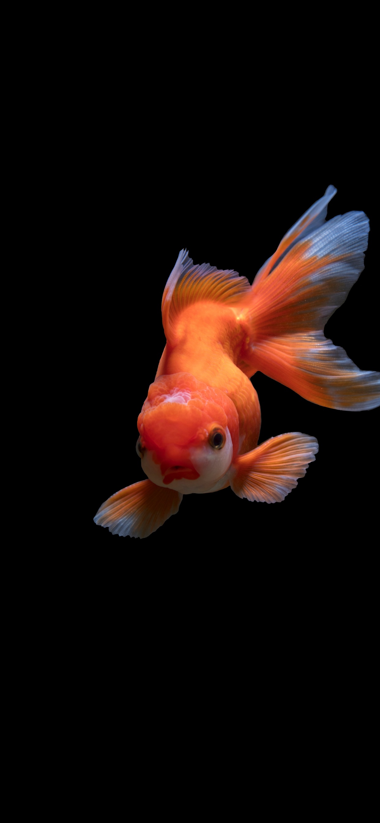 Orange and White Fish on Black Background. Wallpaper in 1242x2688 Resolution