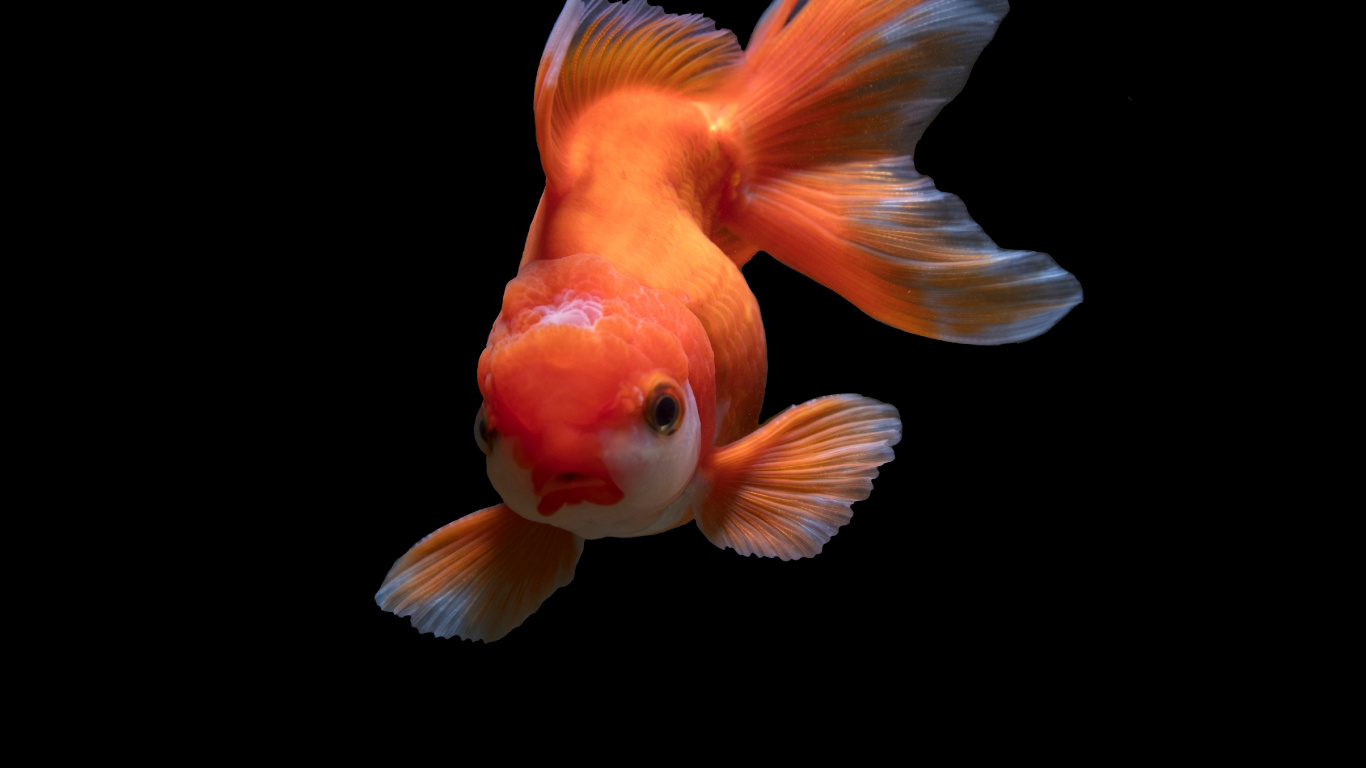 Orange and White Fish on Black Background. Wallpaper in 1366x768 Resolution