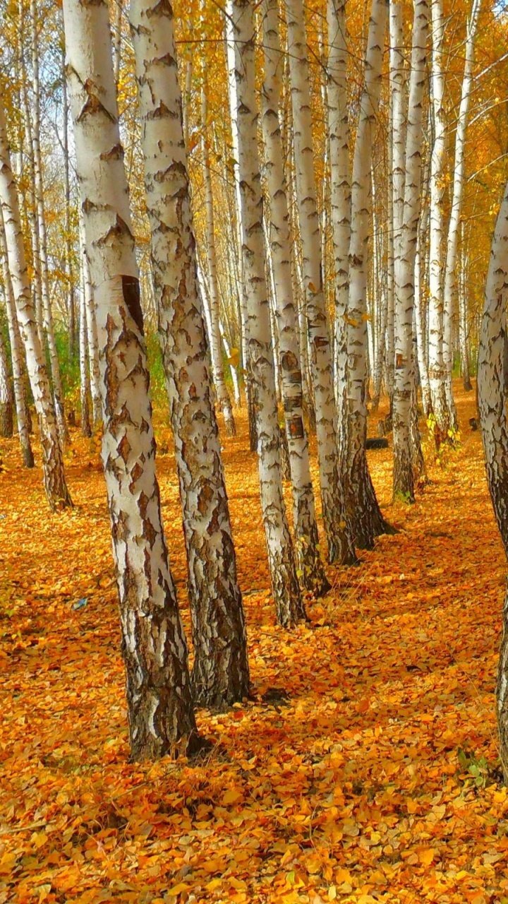 Arbres Bruns Sur Des Feuilles Séchées Brunes Pendant la Journée. Wallpaper in 720x1280 Resolution