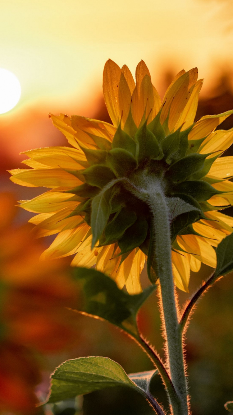 Good Morning Messages for Friends, Morning, Flower, Plant, Petal. Wallpaper in 750x1334 Resolution