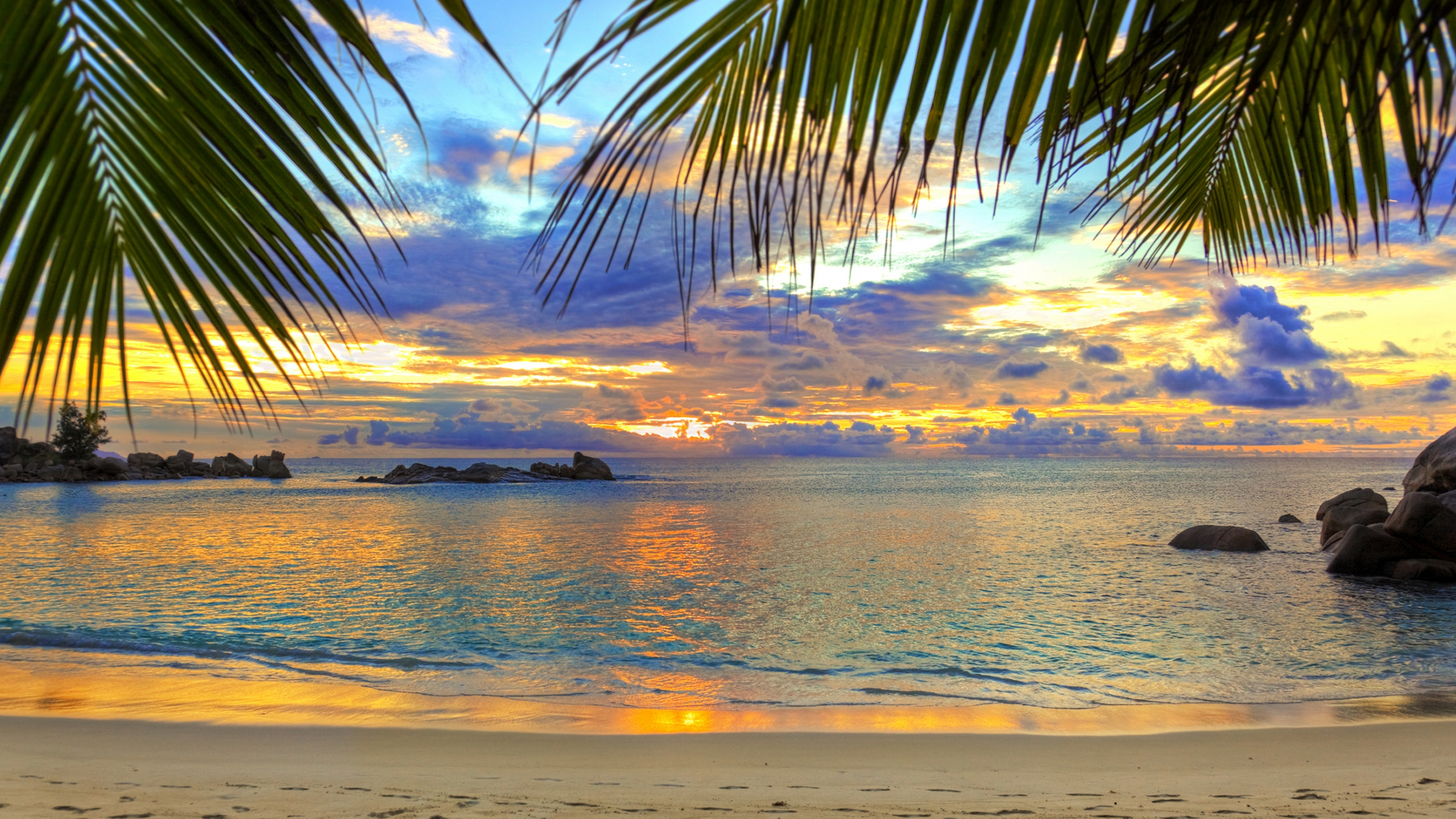 Silhouette of Palm Tree Near Sea During Sunset. Wallpaper in 2560x1440 Resolution