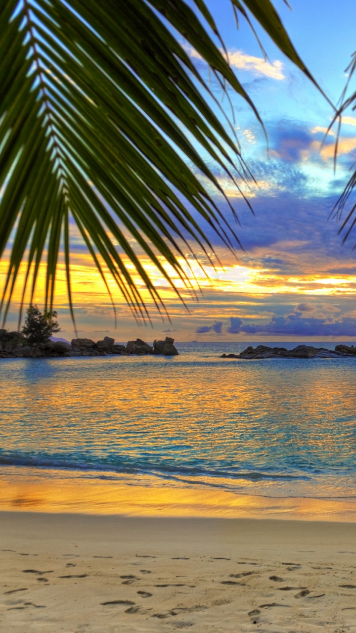 Silhouette of Palm Tree Near Sea During Sunset. Wallpaper in 720x1280 Resolution
