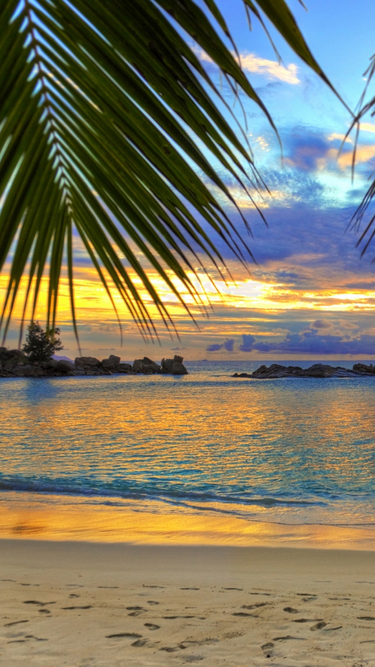 Silhouette of Palm Tree Near Sea During Sunset. Wallpaper in 750x1334 Resolution