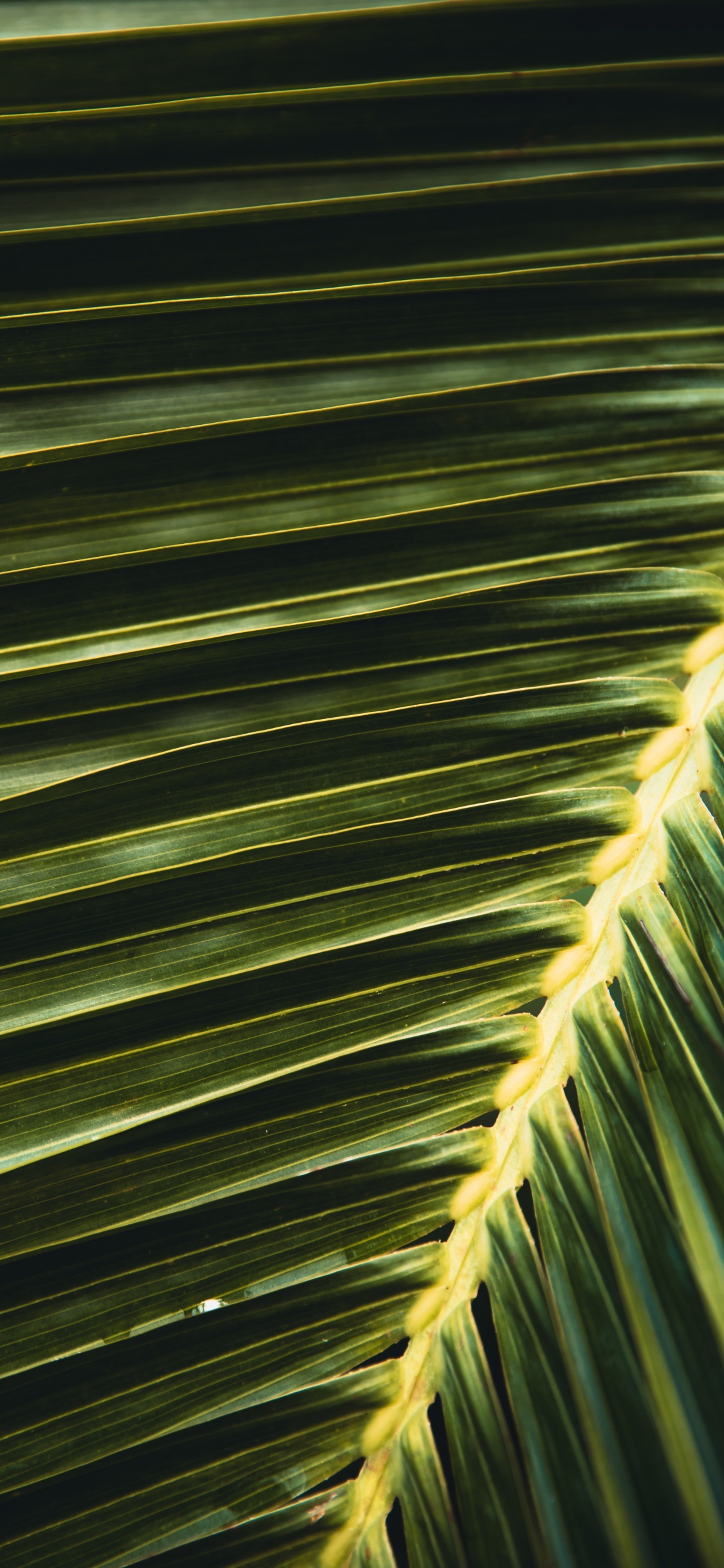 Textile Rayé Vert et Noir. Wallpaper in 1125x2436 Resolution